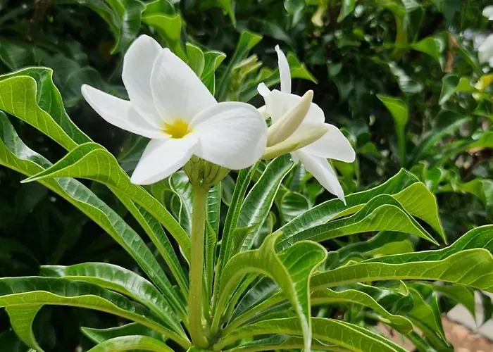 Torres Del Sol Luxury Americas Appartement