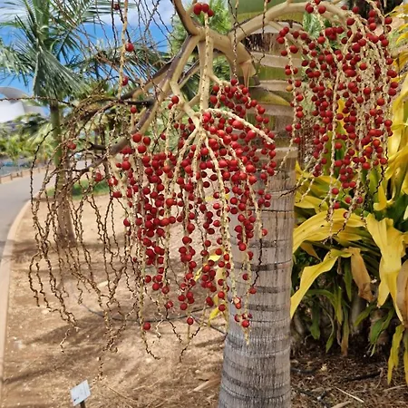 Torres Del Sol Luxury Americas * 플라야데라스아메리카스