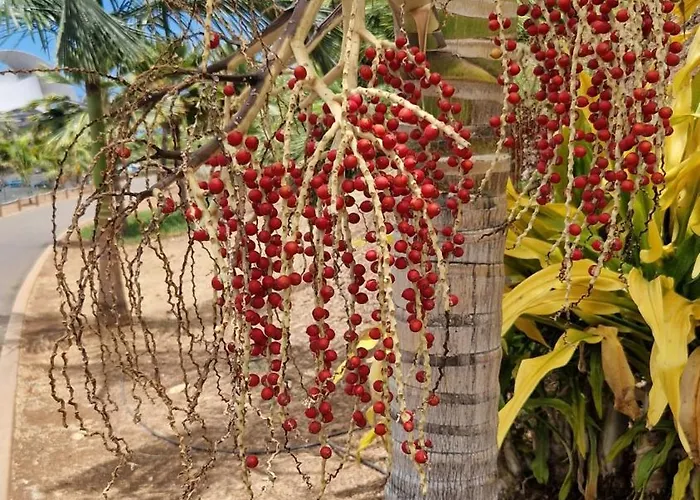 Torres Del Sol Luxury Americas * Playa de las Americas (Tenerife)