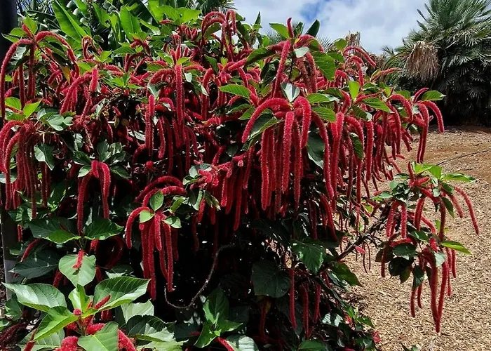 Torres Del Sol Luxury Americas Playa de las Americas (Tenerife)