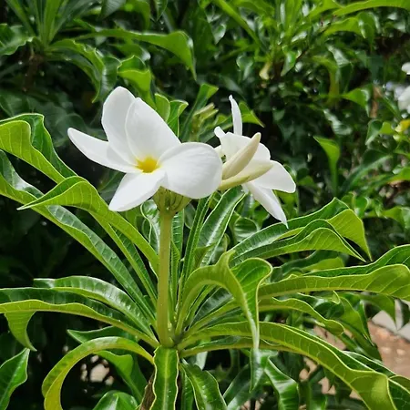 Torres Del Sol Luxury Americas Διαμέρισμα